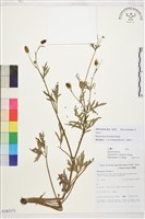 茴茴蒜藏品圖，第1張