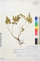 雲南黃連藏品圖，第1張