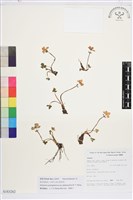 福貢銀蓮花藏品圖，第1張