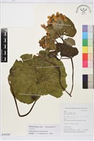 空莖驢蹄草藏品圖，第1張