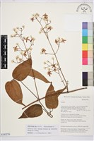 祿勸木通藏品圖，第1張