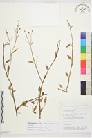 片馬毛茛藏品圖，第1張