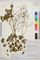 多葉唐松草藏品圖，第1張