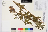 獨龍烏頭藏品圖，第1張