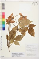 毛果繡球藤藏品圖，第1張