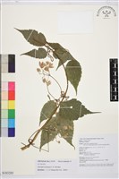 滇川鐵線蓮藏品圖，第1張