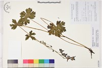 小瓣翠雀花藏品圖，第1張