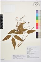 祿勸木通藏品圖，第1張