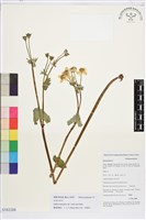 掌裂驢蹄草藏品圖，第1張