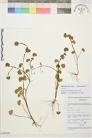 西南毛茛藏品圖，第1張