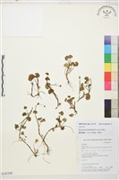 西南毛茛藏品圖，第1張