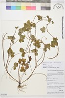 鋪散毛茛藏品圖，第1張