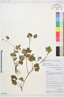 鋪散毛茛藏品圖，第1張