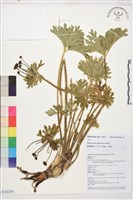 毛茛藏品圖，第1張