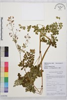 偏翅唐松草藏品圖，第1張