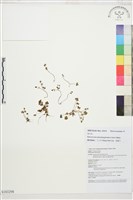 矮毛茛藏品圖，第1張