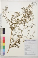 滇川唐松草藏品圖，第1張