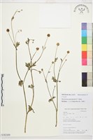 片馬毛茛藏品圖，第1張