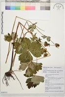 雲南金蓮花藏品圖，第1張