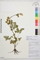 爪哇唐松草藏品圖，第1張