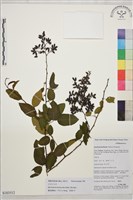 多花勾兒茶, 多花黃鱔藤藏品圖，第1張