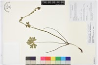 小白撐藏品圖，第1張