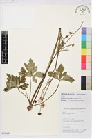 草玉梅藏品圖，第1張