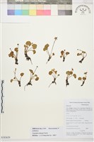 脫萼鴉跖花藏品圖，第1張