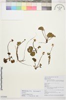 脫萼鴉跖花藏品圖，第1張