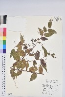 滿山香藏品圖，第1張