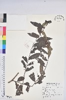 登錄號:S183950藏品圖，第1張