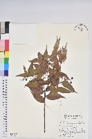 滇白珠藏品圖，第1張