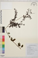 多花勾兒茶, 多花黃鱔藤藏品圖，第1張