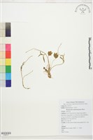 南湖毛茛藏品圖，第1張