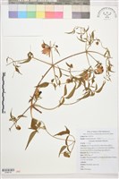 小木通藏品圖，第1張