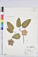 南美油藤藏品圖，第1張