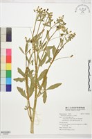 石龍芮藏品圖，第1張