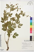 水辣菜、禺毛茛藏品圖，第1張