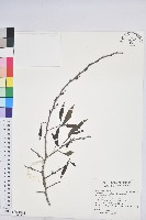 紫黃藏品圖，第1張