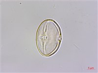 溪頭秋海棠藏品圖，第2張
