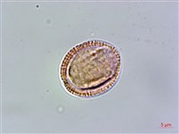 玉山筷子芥藏品圖，第1張