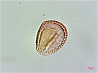 玉山筷子芥藏品圖，第2張