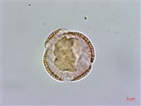 玉山筷子芥藏品圖，第3張