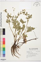 登錄號:S184504藏品圖，第1張