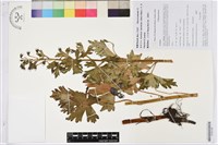 獨龍烏頭藏品圖，第1張