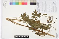 獨龍烏頭藏品圖，第1張