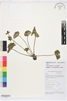 驢蹄草藏品圖，第1張