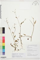 片馬毛茛藏品圖，第1張