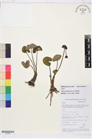 驢蹄草藏品圖，第1張