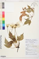 毛果繡球藤藏品圖，第1張